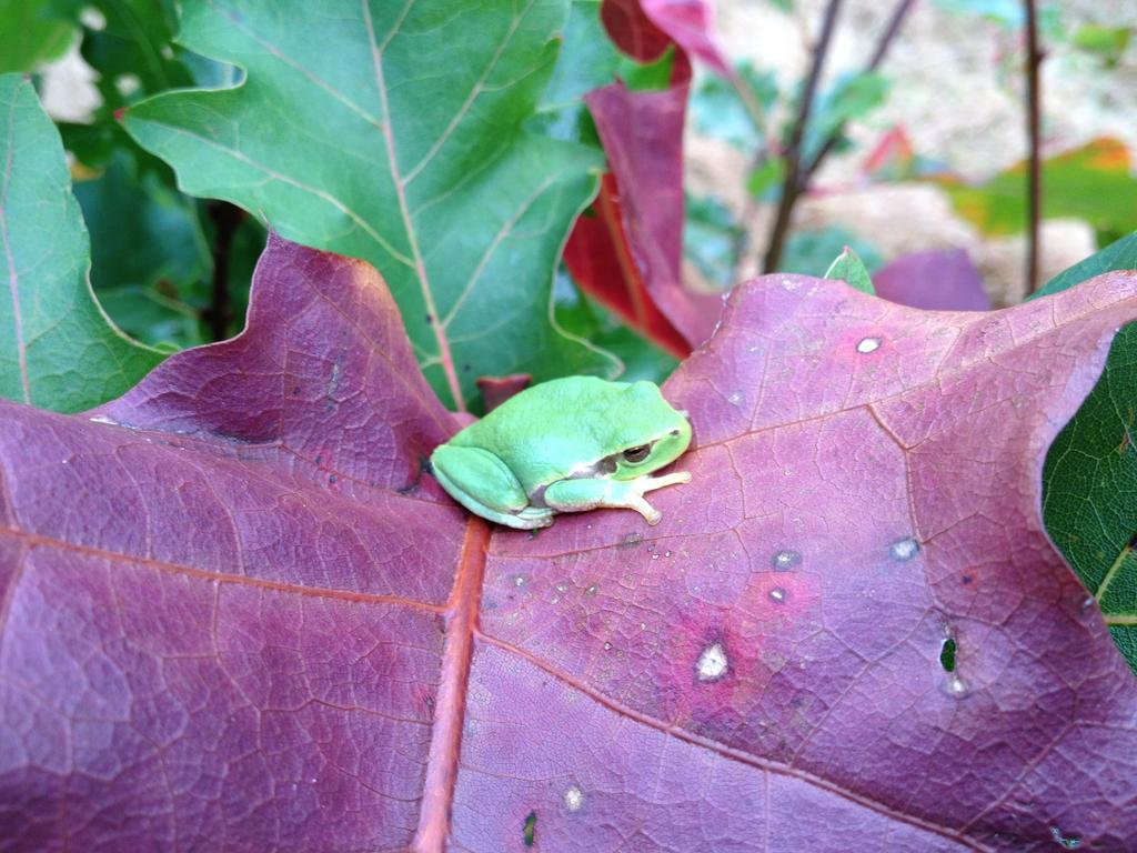 La Marelle Bed & Breakfast Avrille-les-Ponceaux ภายนอก รูปภาพ